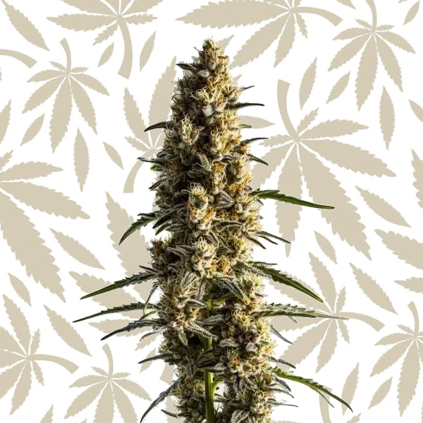 Somango cannabis strain plant
