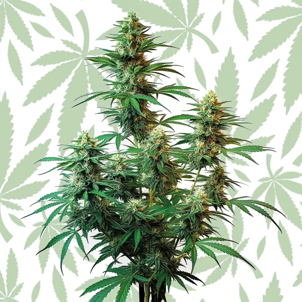Sour Diesel Autoflower cannabis strain plant