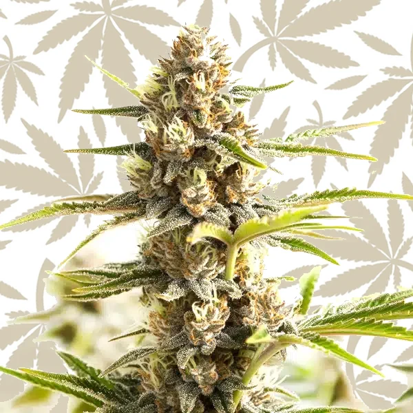Sour Diesel Kush Regular cannabis strain plant