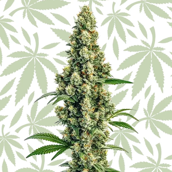 Sour Diesel Regular cannabis strain plant