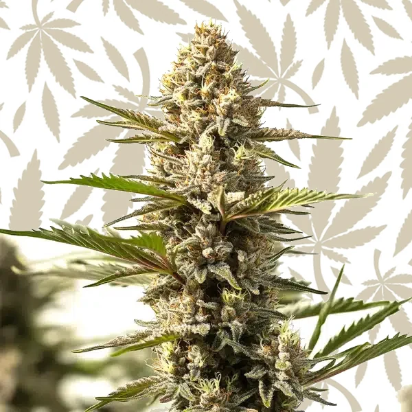 Sour Diesel x OG Kush cannabis strain plant