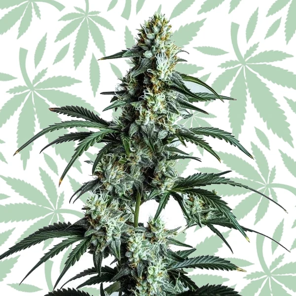 Sour Diesel cannabis strain plant