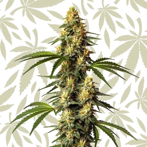 Sour Kush cannabis strain plant