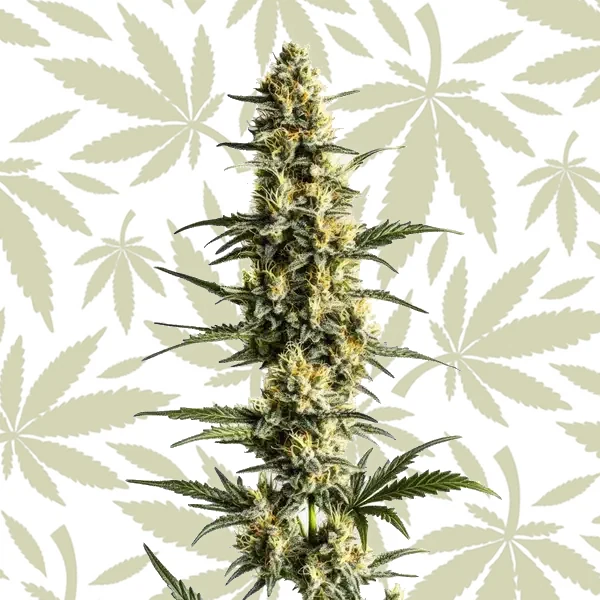 Sour Lemon cannabis strain plant