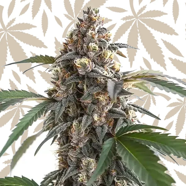 Sour Mac F1 cannabis strain plant