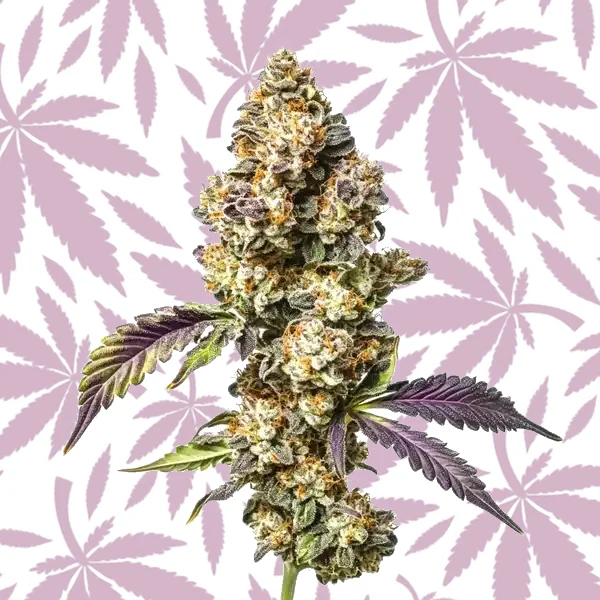 Sour Mac cannabis strain plant