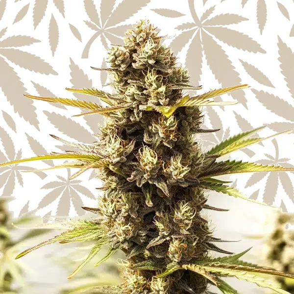 Sour Skies cannabis strain plant