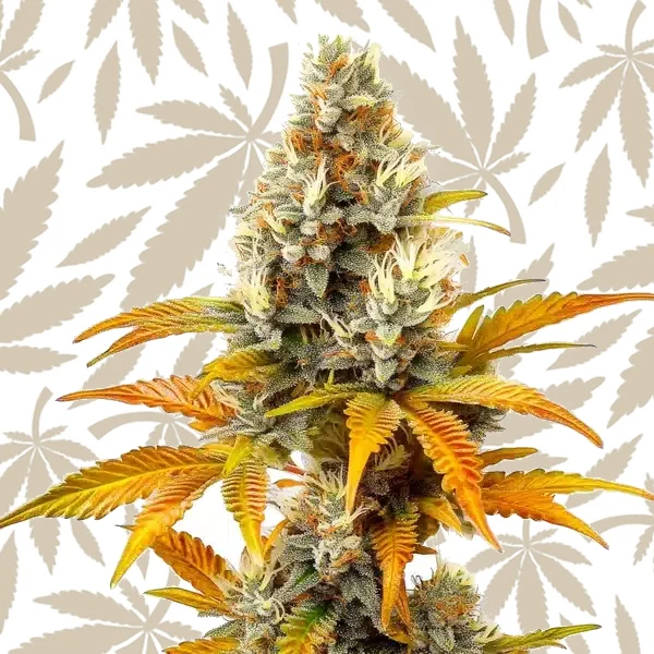 Sour Tangie cannabis strain plant