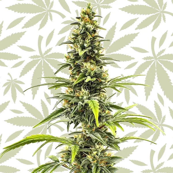 Sour Tsunami cannabis strain plant