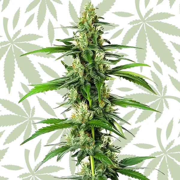 South African cannabis strain plant