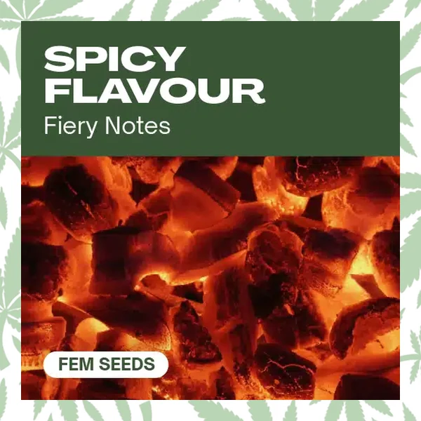 Spicy Flavor cannabis strain plant