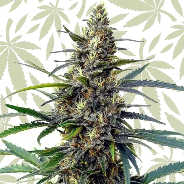 Star Killer Fast Version cannabis strain plant
