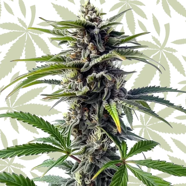 Star Killer Regular cannabis strain plant