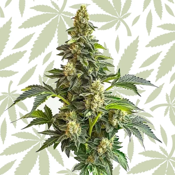 Star Killer x Do-Si-Dos cannabis strain plant