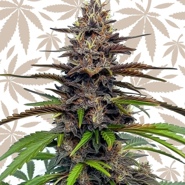 Star Killer cannabis strain plant
