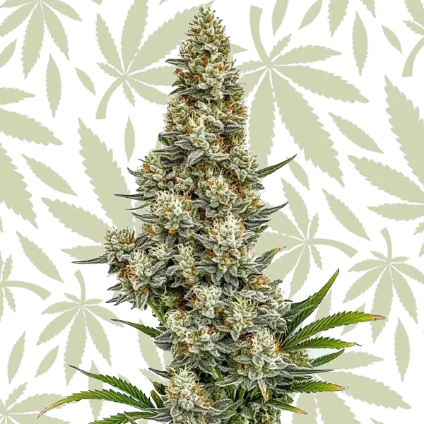 Stardawg Auto cannabis strain plant