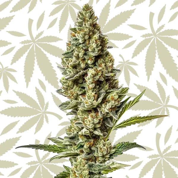 Stardawg Regular cannabis strain plant