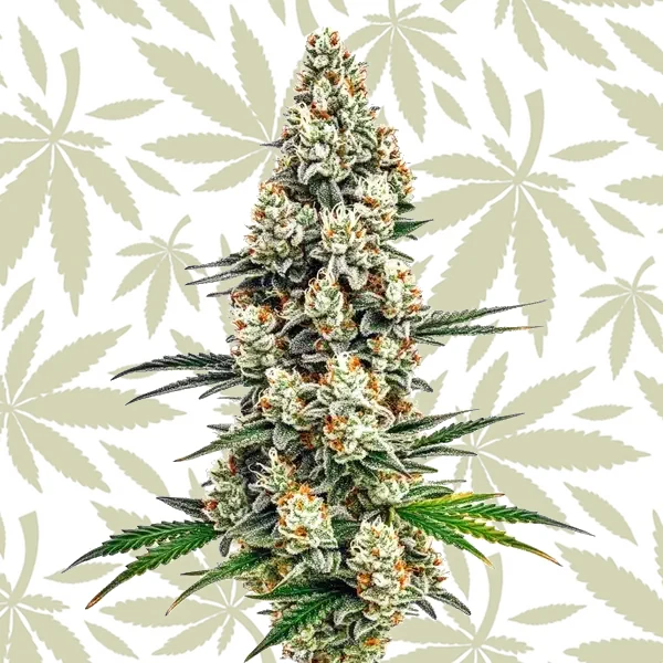 Stardawg cannabis strain plant