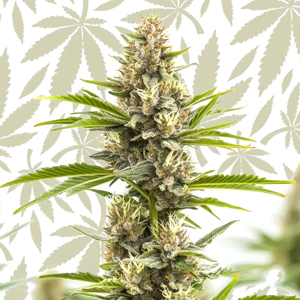 Steve’s Alien OG cannabis strain plant