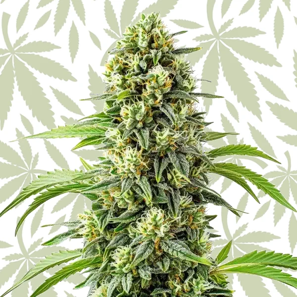 Steve’s Dream Queen cannabis strain plant