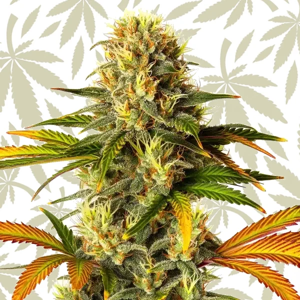 Steve’s Hellfire OG cannabis strain plant