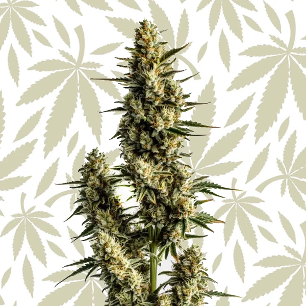 Strawberry Banana Autoflower cannabis strain plant