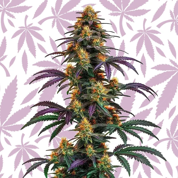 Strawberry Banana Cheese cannabis strain plant