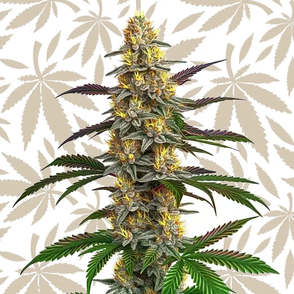Strawberry Banana cannabis strain plant