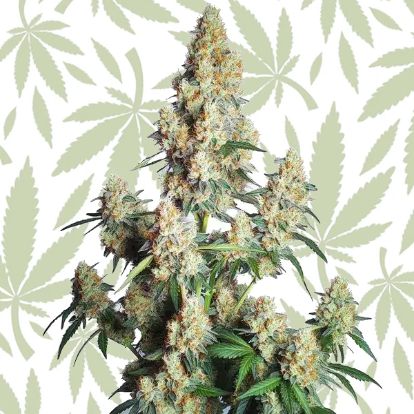 Strawberry Cheese Auto cannabis strain plant