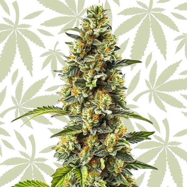 Strawberry Cough cannabis strain plant