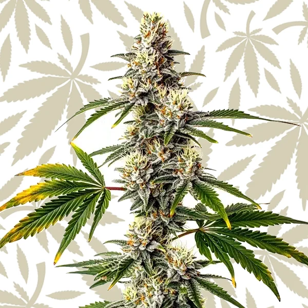 Strawberry Diesel cannabis strain plant