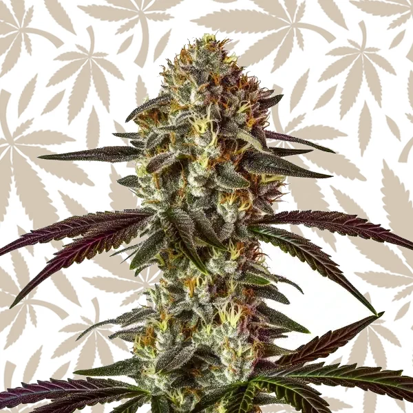 Strawberry Gary cannabis strain plant