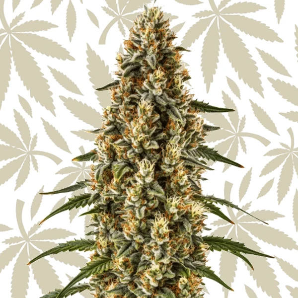 Strawberry Gum Auto cannabis strain plant