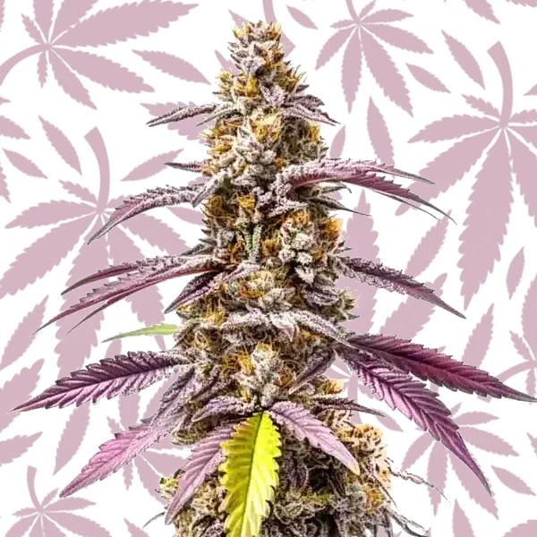 Strawberry Haze Autoflower F1 cannabis strain plant