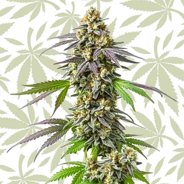 Strawberry Haze cannabis strain plant