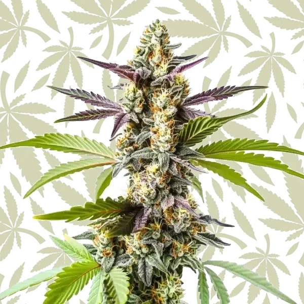 Strawberry Kush cannabis strain plant