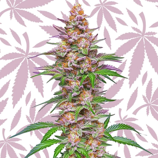 Strawberry Pie Auto cannabis strain plant