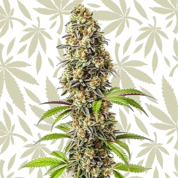 Strawberry cannabis strain plant