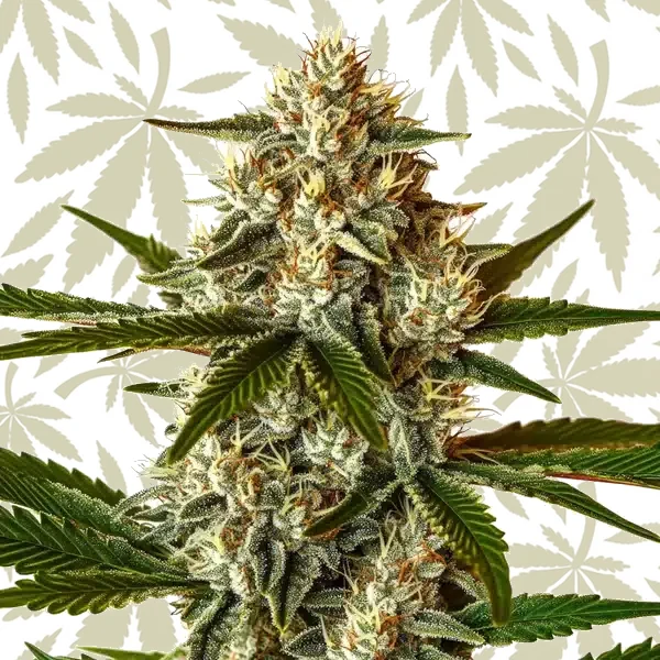 Sugar Fruit cannabis strain plant
