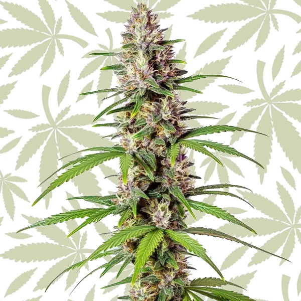 Sugar Haze Fast Version cannabis strain plant