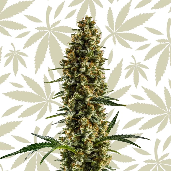 Sugar Haze Regular cannabis strain plant