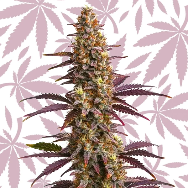 Purple Sunset Auto cannabis strain plant