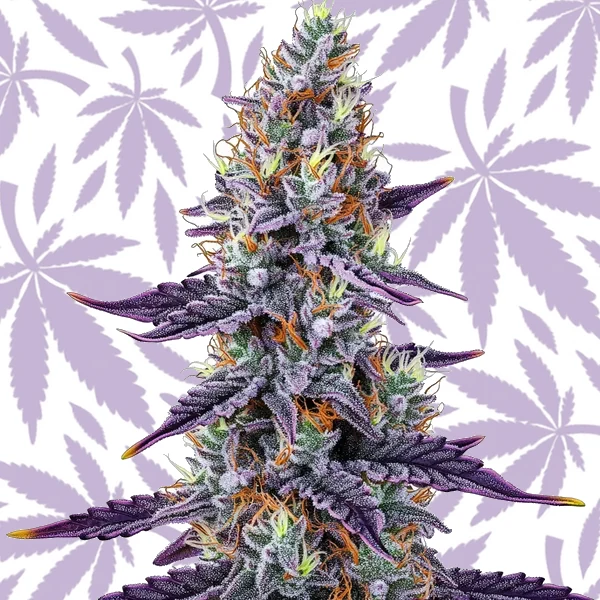 Sunset Runtz cannabis strain plant