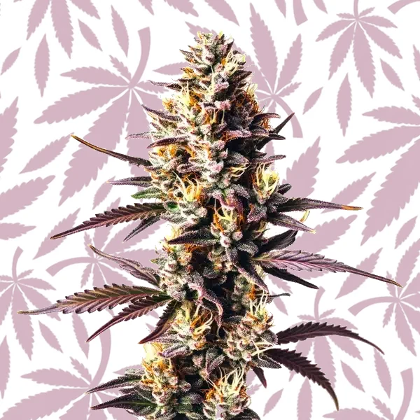 Sunset Sherbet cannabis strain plant