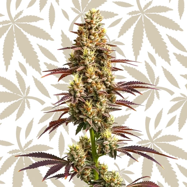 Super Boof Auto cannabis strain plant