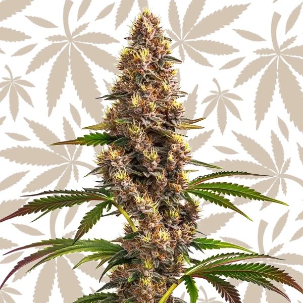 Super Boof cannabis strain plant