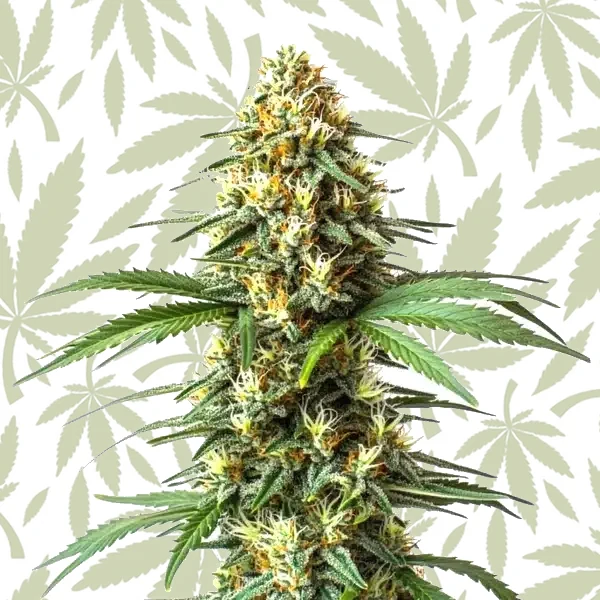 Super Critical Bilbo Fast Version cannabis strain plant