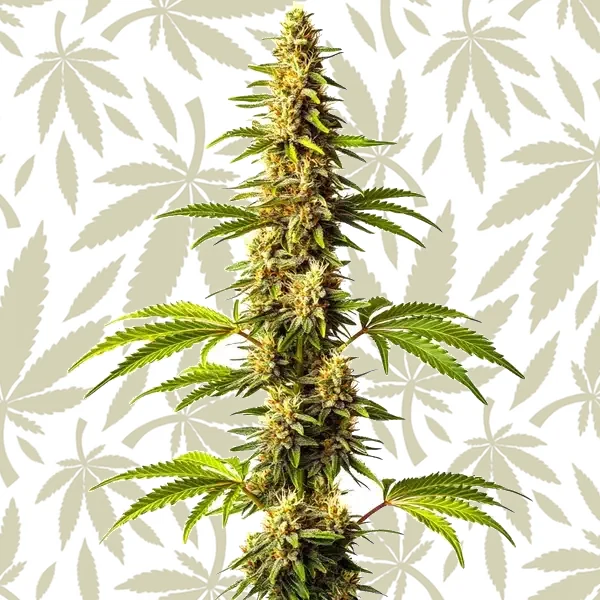 Super Critical cannabis strain plant