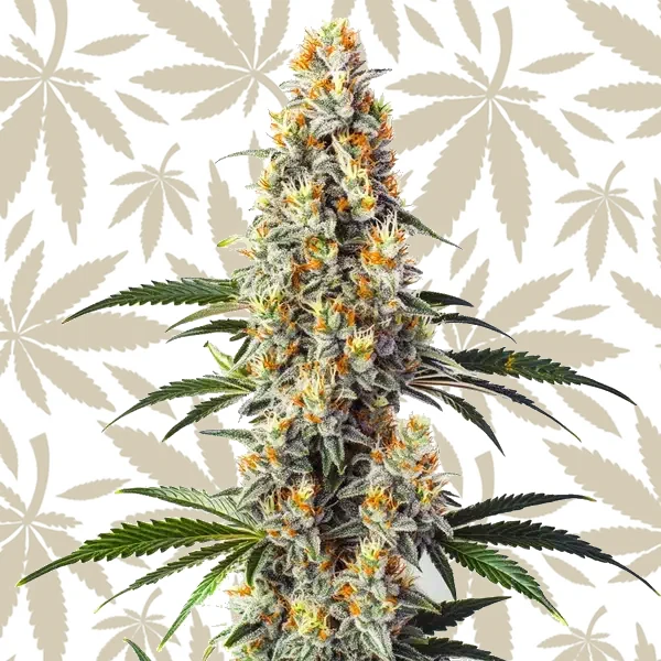 Super Glue cannabis strain plant