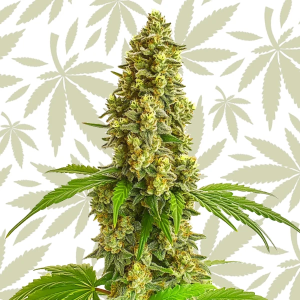 Super Lemon Haze Autoflower cannabis strain plant